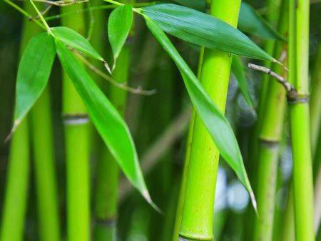 Bamboe: een wondermateriaal voor kleding